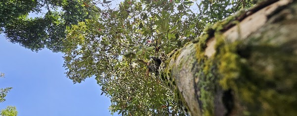 Agalawatta Rest
