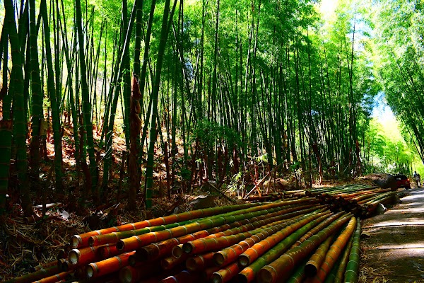 Bambu